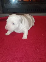 ABA registered Willow, a female American Bully for sale in Evergreen, AL – Photo 5 of 10