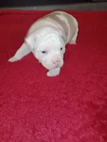 ABA registered Willow, a female American Bully for sale in Evergreen, AL – Photo 10 of 10