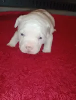 ABA registered Willow, a female American Bully for sale in Evergreen, AL – Photo 3 of 10