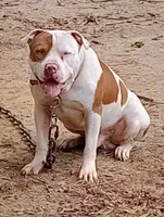 ABA registered Willow, a female American Bully for sale in Evergreen, AL – Photo 2 of 10