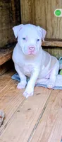 ABA registered Willow, a female American Bully for sale in Evergreen, AL – Photo 1 of 10
