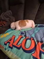 Sunshine , a female American Bully for sale in Evergreen, AL – 2 of 8