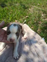 ABA registered Summer, a female American Bully for sale in Evergreen, AL – 10 of 10