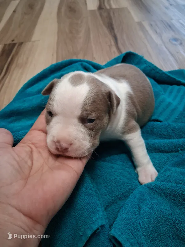 Summer – American Bully puppy for sale in Evergreen, AL