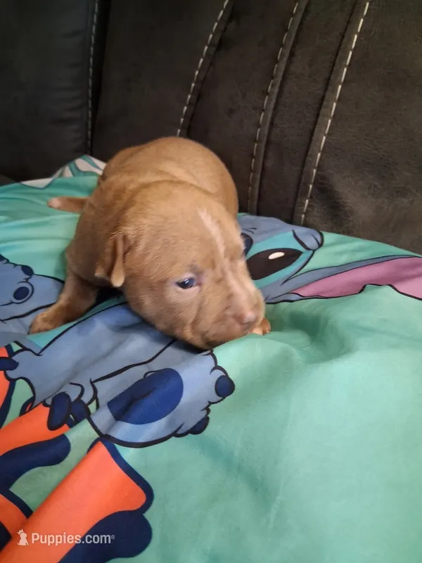 Storm – American Bully puppy for sale in Evergreen, AL
