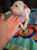 Sunshine , a female American Bully for sale in Evergreen, AL – 5 of 8