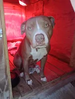 Blizzard , a male American Bully for sale in Evergreen, AL – 8 of 9