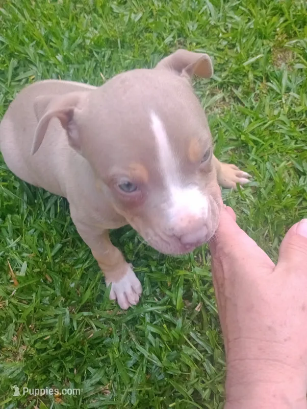 ABA Registered Romeo – American Bully puppy for sale in Evergreen, AL