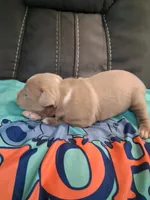 Thunder , a male American Bully for sale in Evergreen, AL – 5 of 8