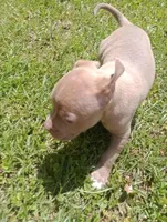 Bigfoot Country's Pup #5, a male American Bully for sale in Evergreen, AL – Photo 3 of 3