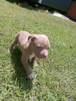 Bigfoot Country's Pup #5, a male American Bully for sale in Evergreen, AL – Photo 2 of 3