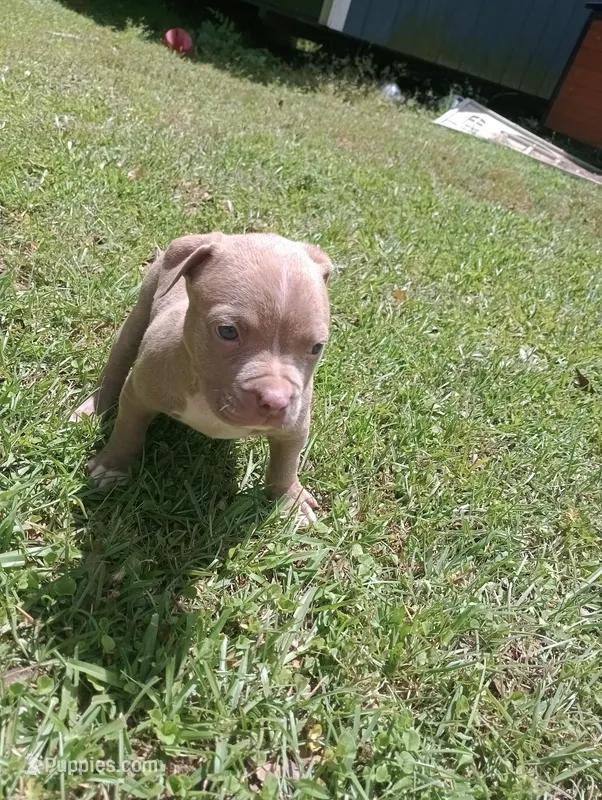 Bigfoot Country's Pup #5 – American Bully puppy for sale in Evergreen, AL