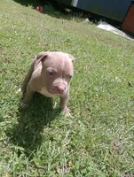 Bigfoot Country's Pup #5, a male American Bully for sale in Evergreen, AL – Photo 1 of 3