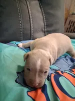 Thunder , a male American Bully for sale in Evergreen, AL – 2 of 8
