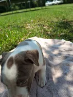 ABA registered Summer, a female American Bully for sale in Evergreen, AL – 8 of 10