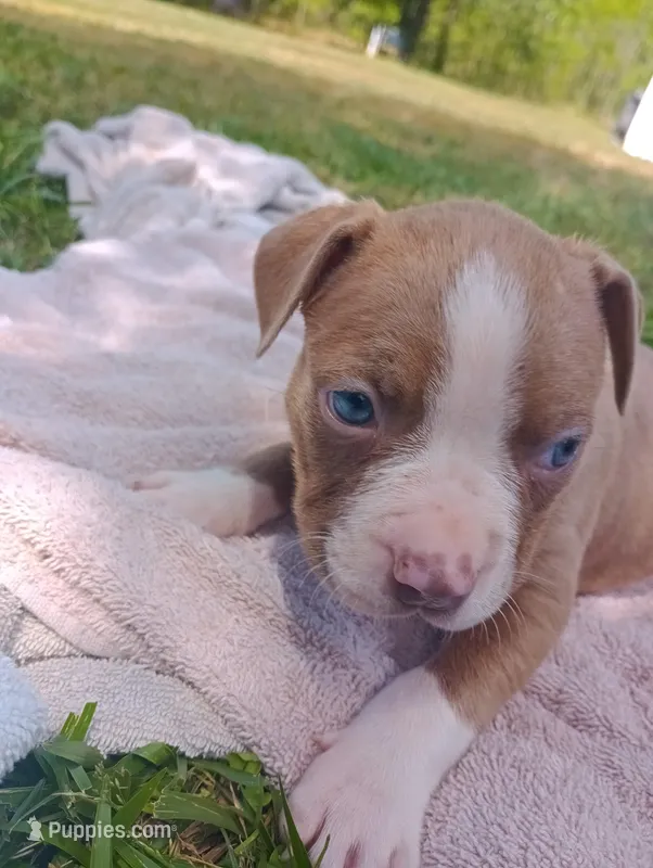 ABA Registered Sasha – American Bully puppy for sale in Evergreen, AL