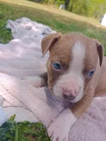 ABA Registered Sasha, a female American Bully for sale in Evergreen, AL – Photo 1 of 6