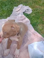 ABA Registered Sasha, a female American Bully for sale in Evergreen, AL – Photo 3 of 6