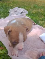 ABA Registered Sasha, a female American Bully for sale in Evergreen, AL – Photo 2 of 6