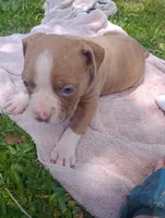 ABA Registered Sasha, a female American Bully for sale in Evergreen, AL – Photo 5 of 6