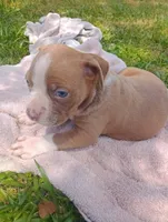 ABA Registered Sasha, a female American Bully for sale in Evergreen, AL – Photo 6 of 6