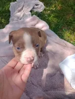 ABA Registered Sasha, a female American Bully for sale in Evergreen, AL – Photo 4 of 6