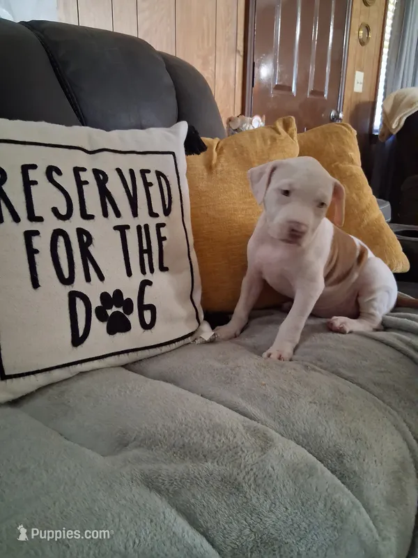 ABA registered Sunshine  – American Bully puppy for sale in Evergreen, AL