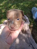 ABA registered Rain, a male American Bully for sale in Evergreen, AL – 9 of 10