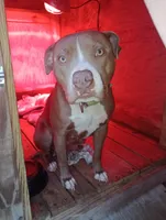 Summer, a female American Bully for sale in Evergreen, AL – 8 of 9