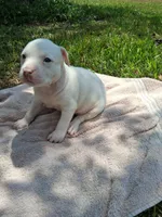 ABA registered Blizzard , a male American Bully for sale in Evergreen, AL – 10 of 10