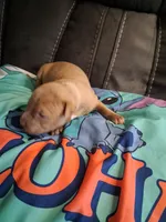 Rain, a male American Bully for sale in Evergreen, AL – 4 of 7