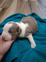 Summer, a female American Bully for sale in Evergreen, AL – 4 of 9