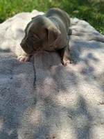 ABA registered Thunder , a male American Bully for sale in Evergreen, AL – 9 of 10