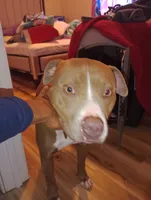 Summer, a female American Bully for sale in Evergreen, AL – 9 of 9