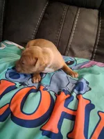 Rain, a male American Bully for sale in Evergreen, AL – 3 of 7
