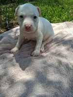 ABA registered Blizzard , a male American Bully for sale in Evergreen, AL – 9 of 10