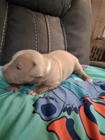 Thunder , a male American Bully for sale in Evergreen, AL – 3 of 8