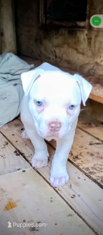 ABA registered White Wynter