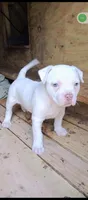 ABA registered White Wynter, a female American Bully for sale in Evergreen, AL – Photo 9 of 10