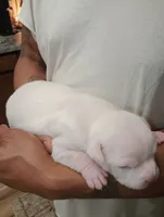 processed/b6979056-0d7b-467f-836b-0a41d6b57dc9/listing/da9a2ec2-0da3-46d4-b8ac-e5901e3154e4/6e0f22f1-88a9-4a65-bb99-e311ad4087e4