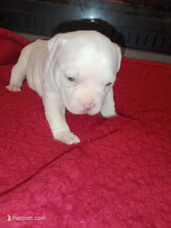 Bigfoot Country's White Wynter