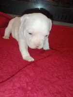 processed/b6979056-0d7b-467f-836b-0a41d6b57dc9/listing/da9a2ec2-0da3-46d4-b8ac-e5901e3154e4/76de6135-20cb-4bba-ba3a-1e7bac4a49ce