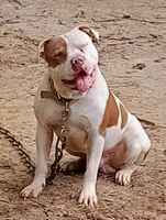 processed/b6979056-0d7b-467f-836b-0a41d6b57dc9/listing/da9a2ec2-0da3-46d4-b8ac-e5901e3154e4/8a32c165-2f6e-4f91-8bc0-fc5193496014