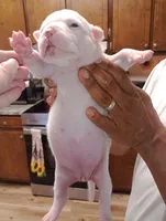 processed/b6979056-0d7b-467f-836b-0a41d6b57dc9/listing/da9a2ec2-0da3-46d4-b8ac-e5901e3154e4/d8df33db-b241-4d89-81cc-b6dbd8329e9e