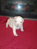 processed/b6979056-0d7b-467f-836b-0a41d6b57dc9/listing/da9a2ec2-0da3-46d4-b8ac-e5901e3154e4/edeefb8c-a7da-4f42-be35-e0ee589b30fd