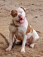 Rain, a male American Bully for sale in Evergreen, AL – 6 of 7