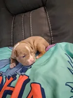 Storm, a male American Bully for sale in Evergreen, AL – 7 of 9
