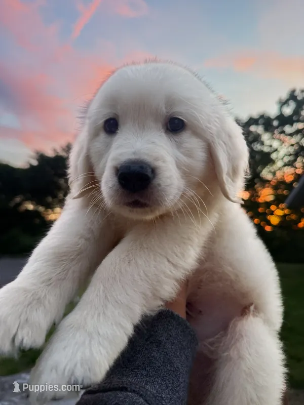 Snowball  – English Cream Golden Retriever puppy for sale in Waterbury, CT