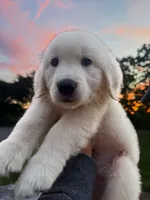 Snowball , a male English Cream Golden Retriever for sale in Waterbury, CT – 1 of 3