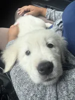 Snowball , a male English Cream Golden Retriever for sale in Waterbury, CT – 2 of 3